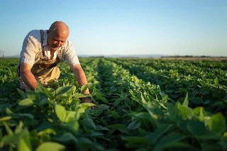 imagem Básico em Agricultura Orgânica