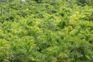 imagem Básico em Cultivo da Pupunha