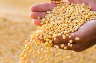 Curso Online Classificador de Soja e sua Tecnologia