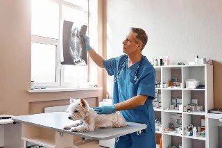 Introdução à Radiologia Veterinária